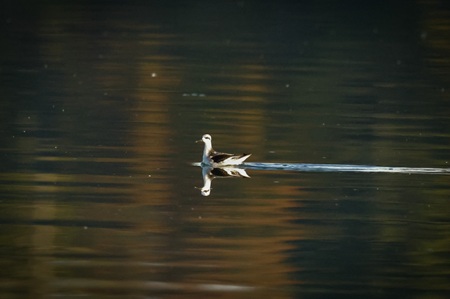 red-necked phalarope swimming red-necked phalarope swimming